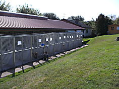 Hundeboxen