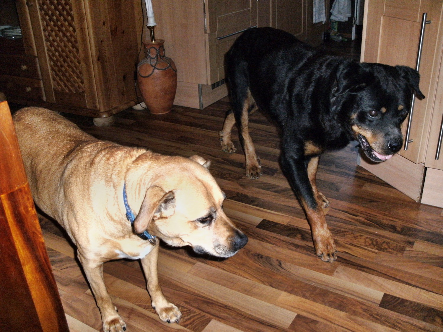 Attila und Trixi