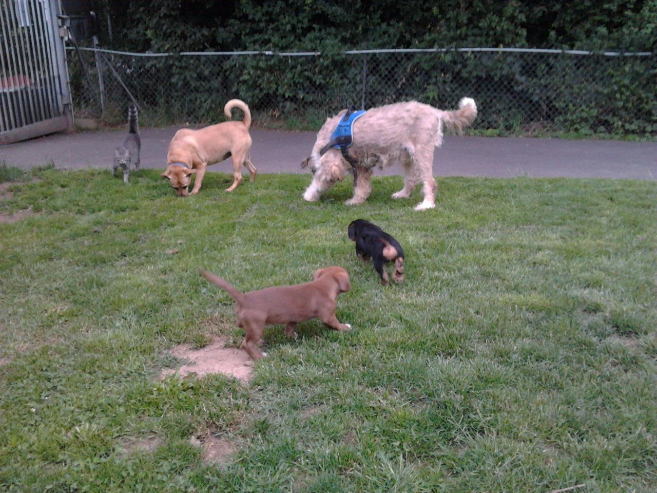 Max und die Beatles-Babys