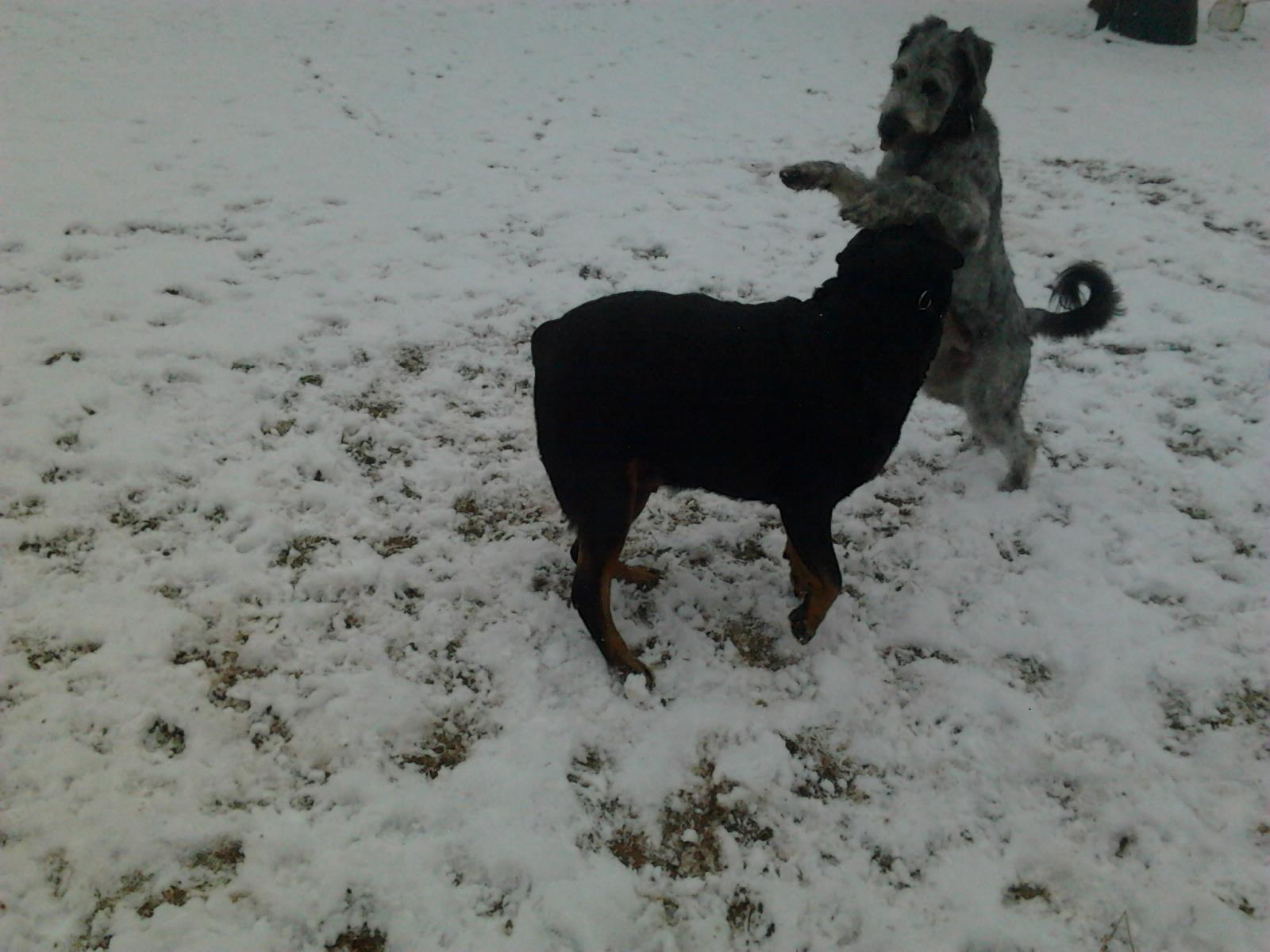 Kimba und Moritz am Valentinstag