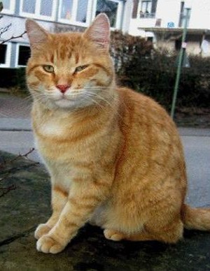 Kater Felix wird vermisst