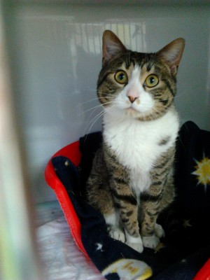 Ein himmlischer Kater