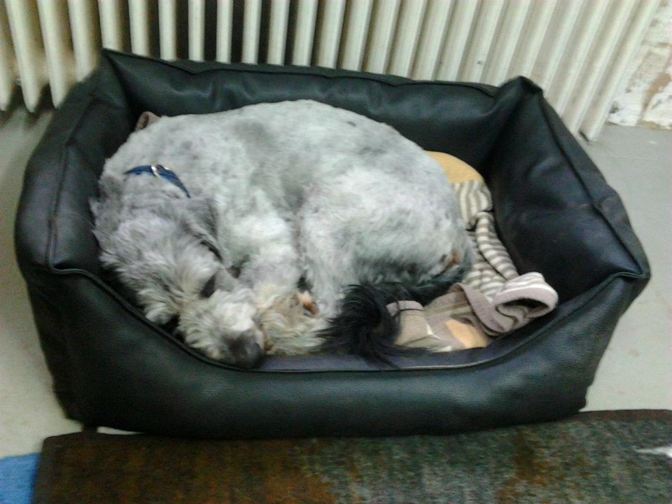 ...den engen Filzteppich haben wir nun abgeschoren und er fühlt sich in Monis Büro und in Sonjas Körbchen sichtlich wohl.