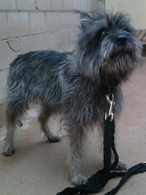 Wer kennt diesen Hund?