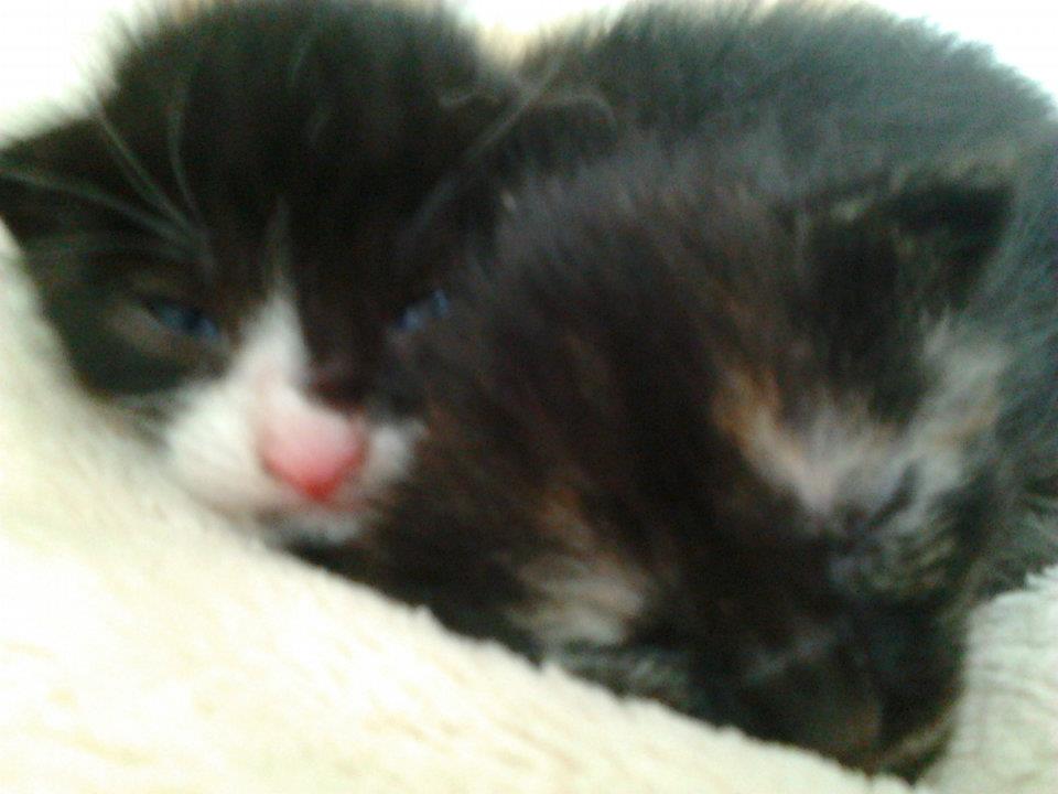 Righty und die kleinste der Geschwisterchen Clara, deren Augen noch geschlossen sind