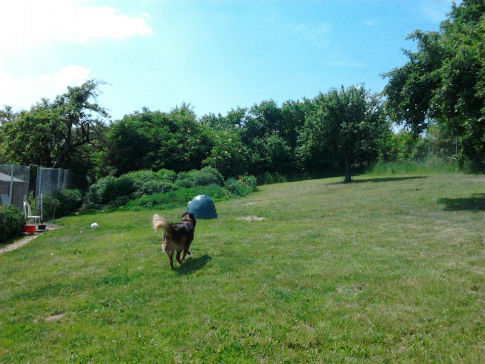 Rex auf der Spielwiese