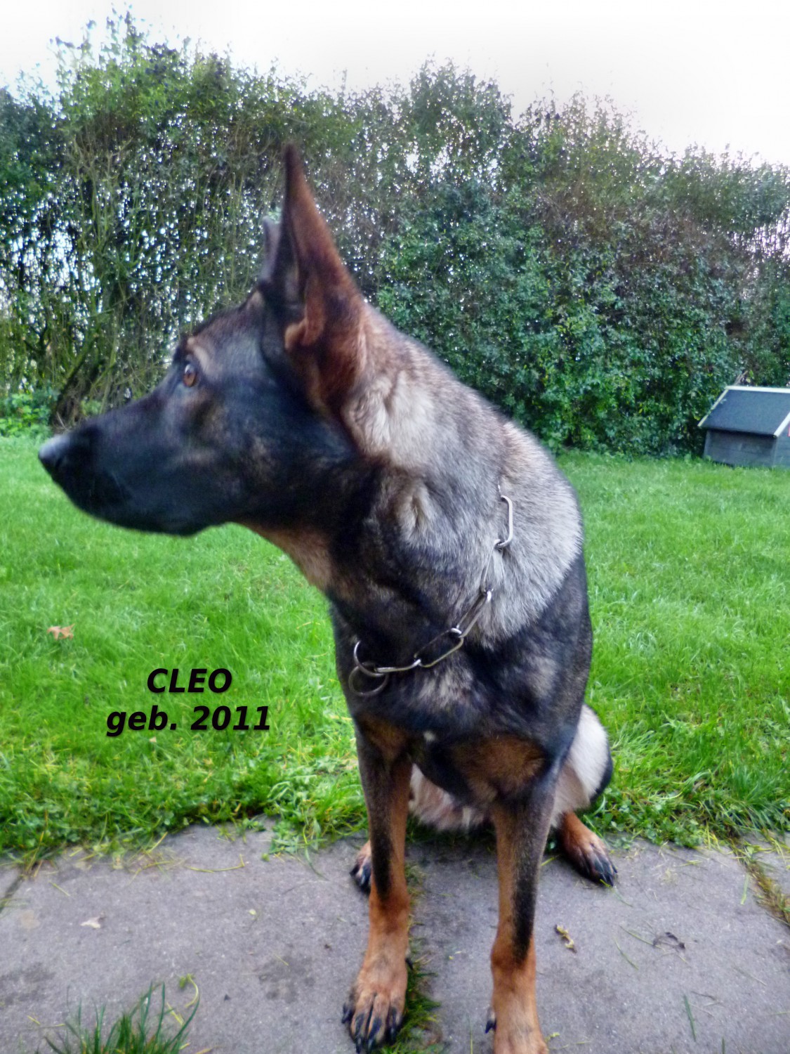 Cleo
