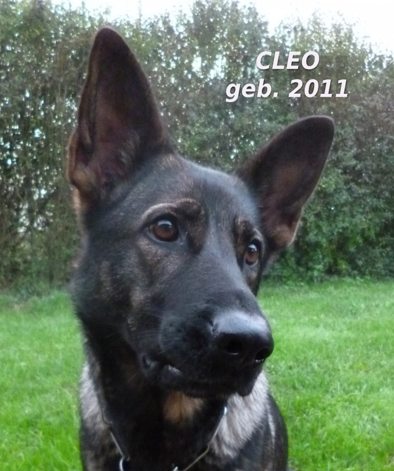 Cleo