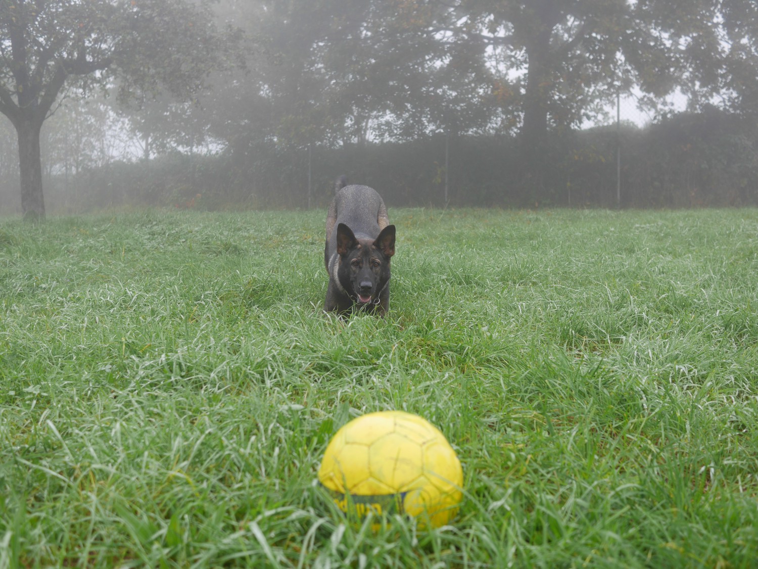 Cleo mit Ball