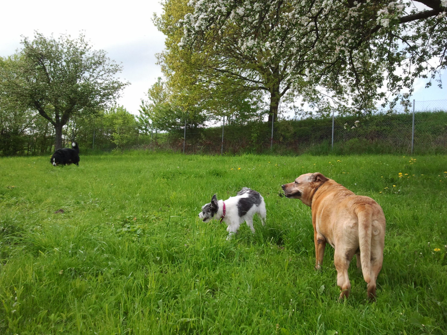 Trixi mit Annabell und Aiko
