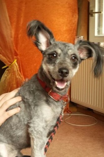 Eddie sucht ein neues Zuhause