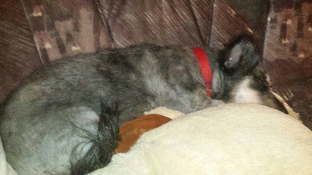 Eddie sucht ein neues Zuhause