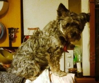 Eddie sucht ein neues Zuhause