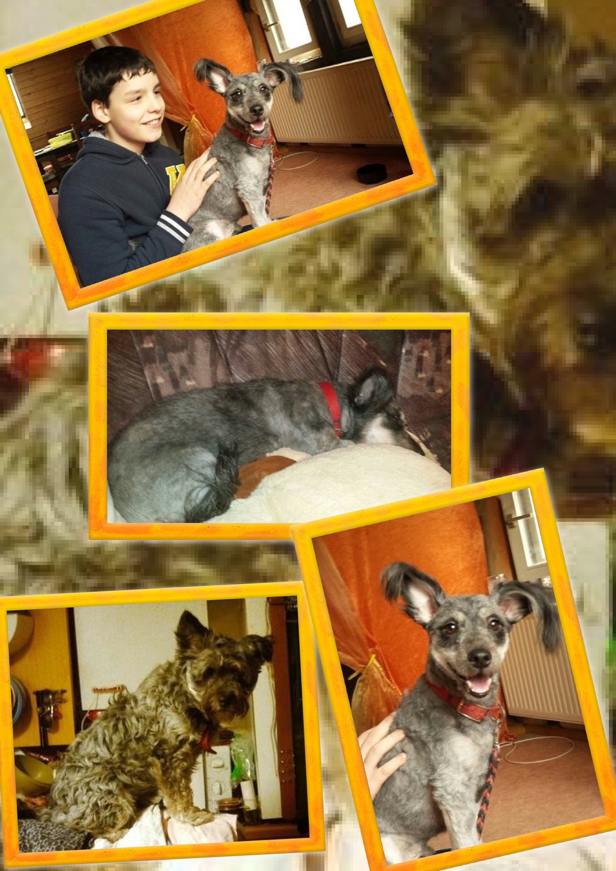 Eddie sucht ein neues Zuhause
