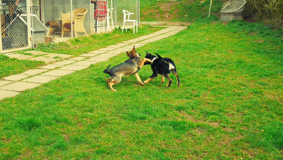 Billy zu Besuch 2.4.15
