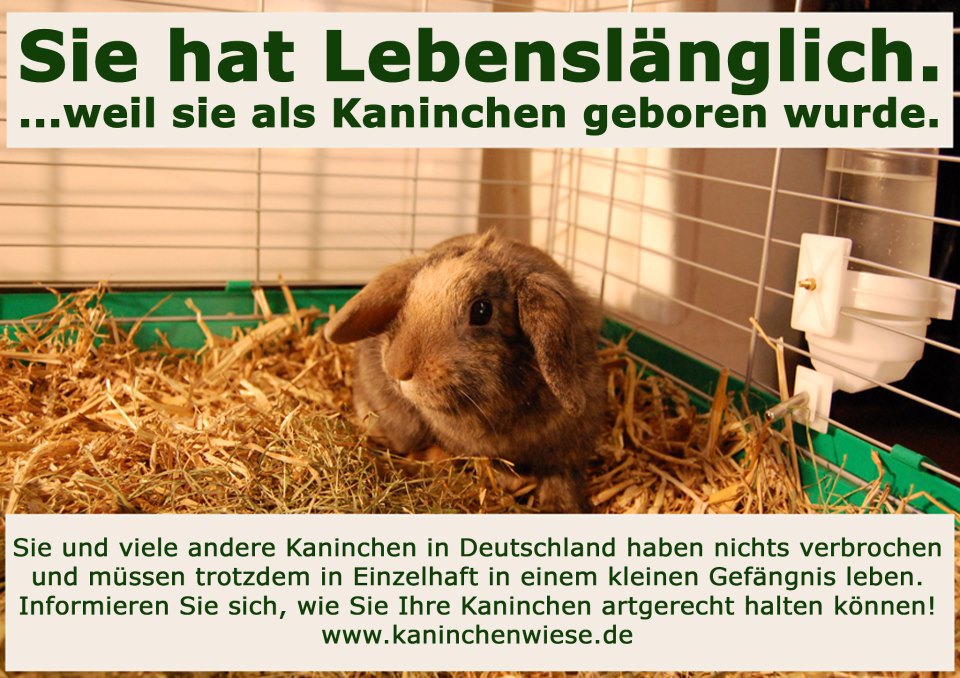 Kaninchen, kleine Tiere mit GROßEN Ansprüchen Theodora Brand Tierheim